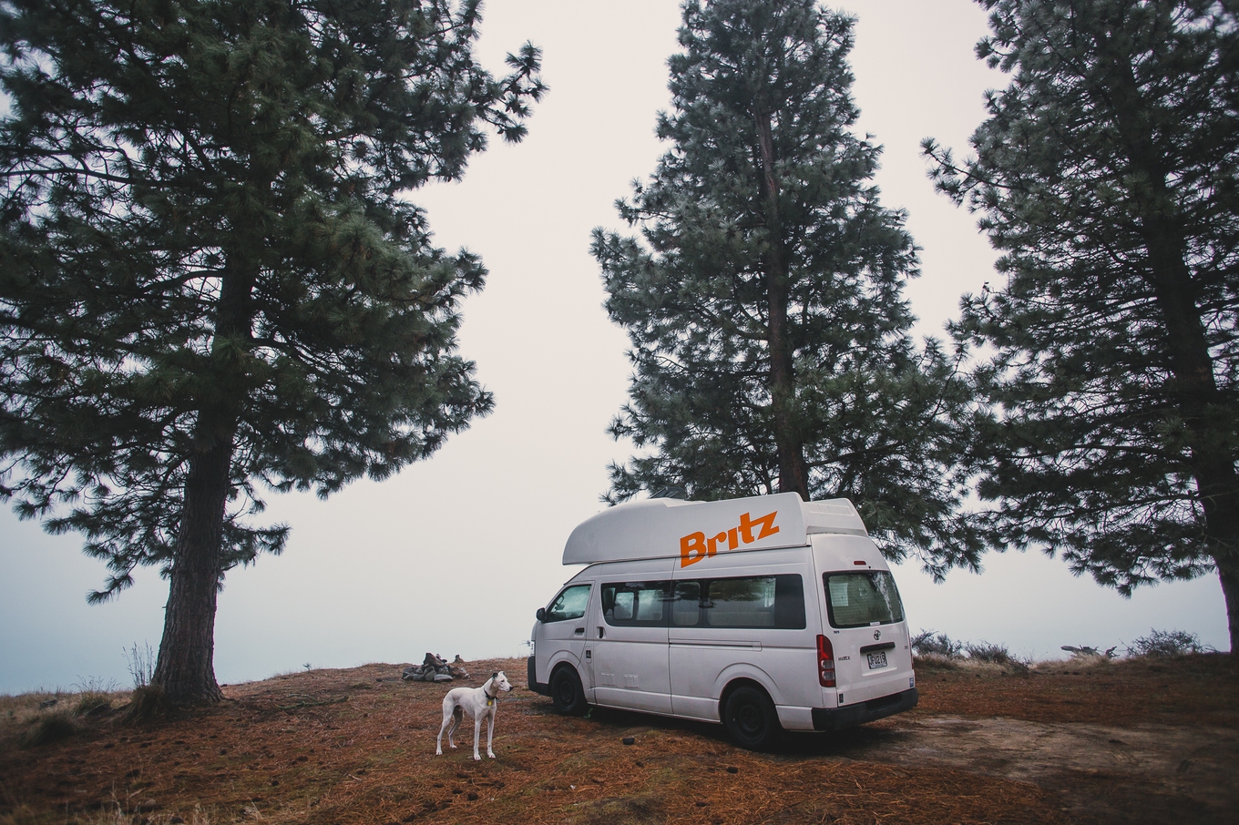 A dog stands outside a campervan on a road trip