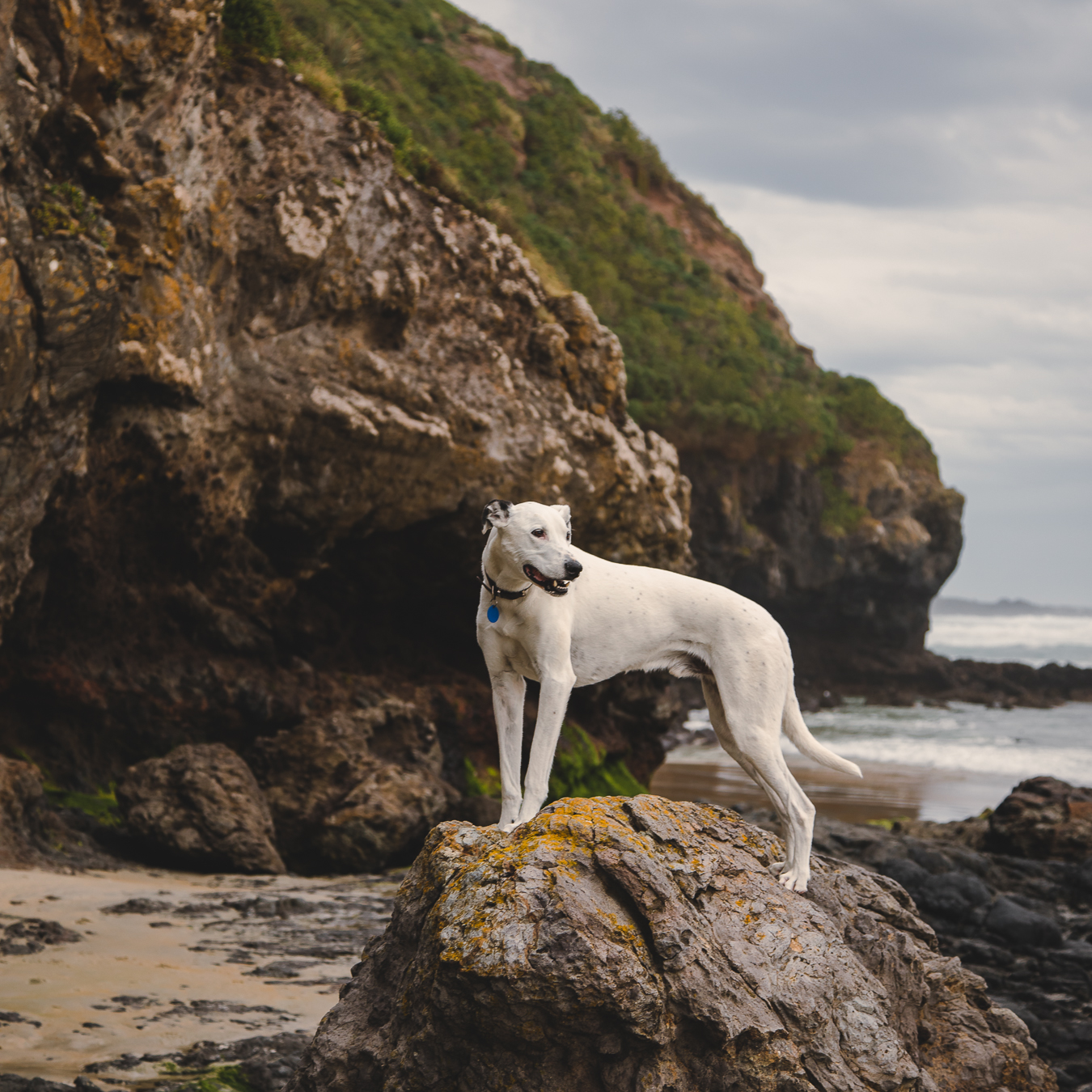 Fritz the greyhound on a beach walk