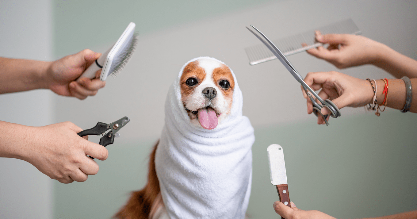 A photo of a dog at a salon